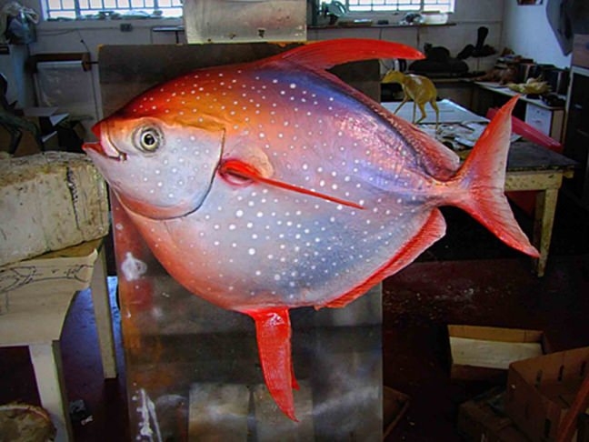Bu Balığın Öyle Bir Özelliği Var Ki galerisi resim 8