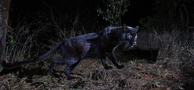 Siyah leopar 100 yıldır ilk kez görüntülendi