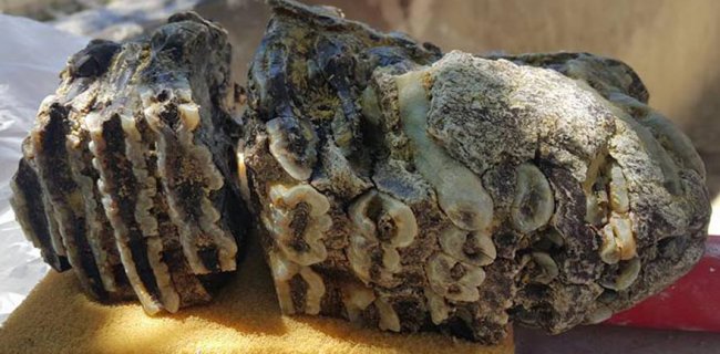 Konya’da 2,5 Milyon Yıllık Mamut Dişi Fosili Bulundu