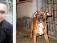 Pitbull Cinsi Köpek, Ölen Sahibinin Yüzünü Parçaladı
